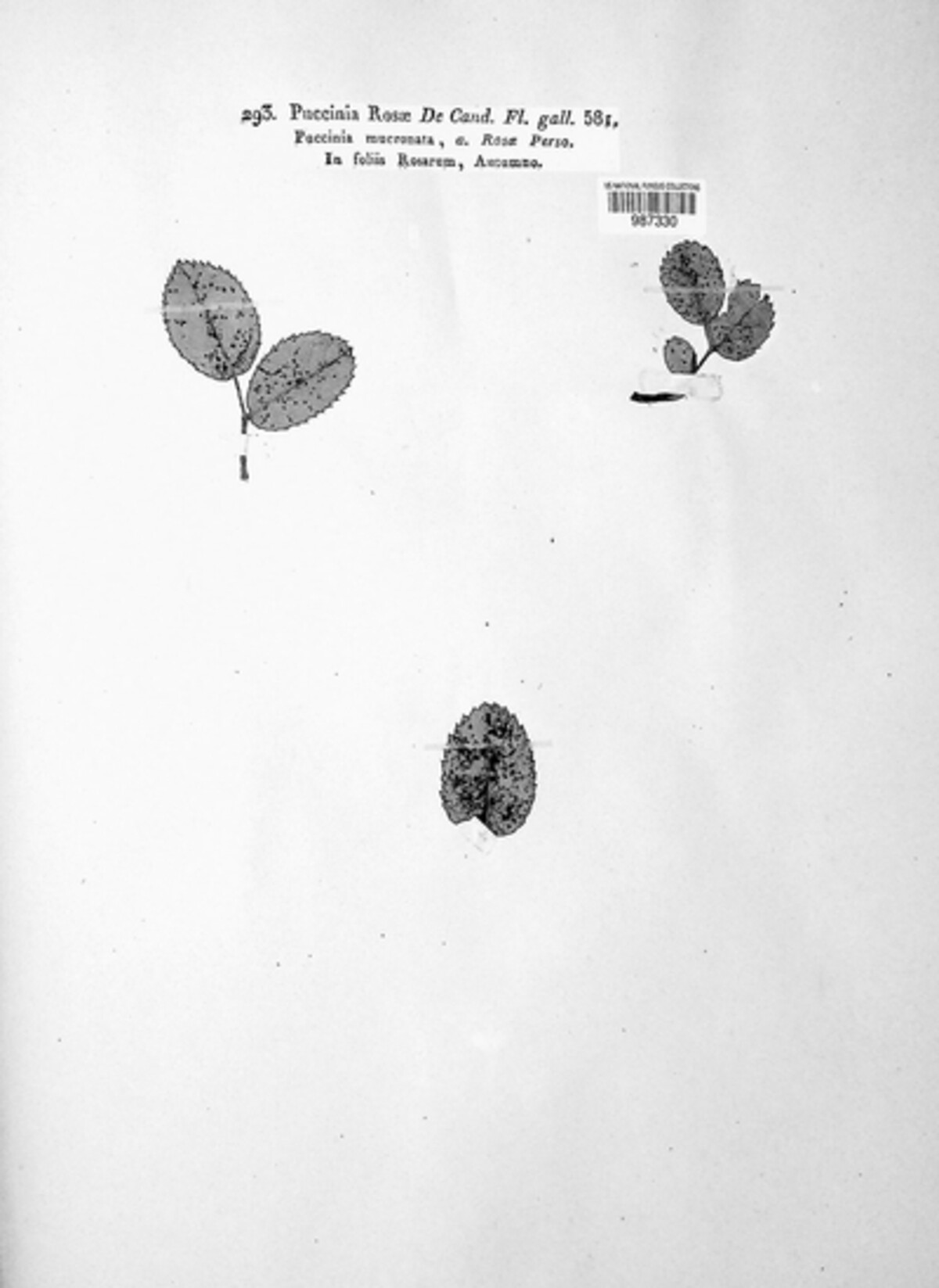 Phragmidium kamtschatkae image